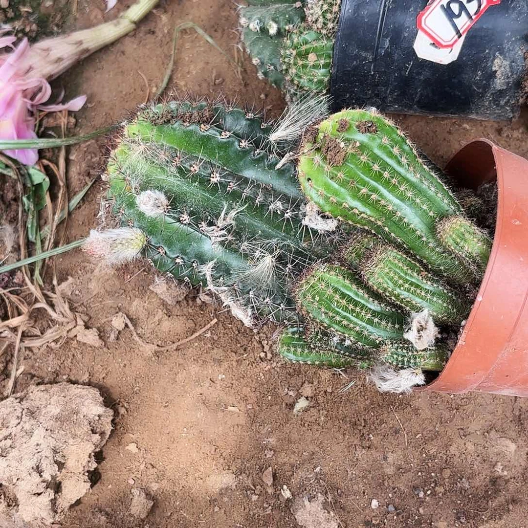 197有根彩草瑕20包邮