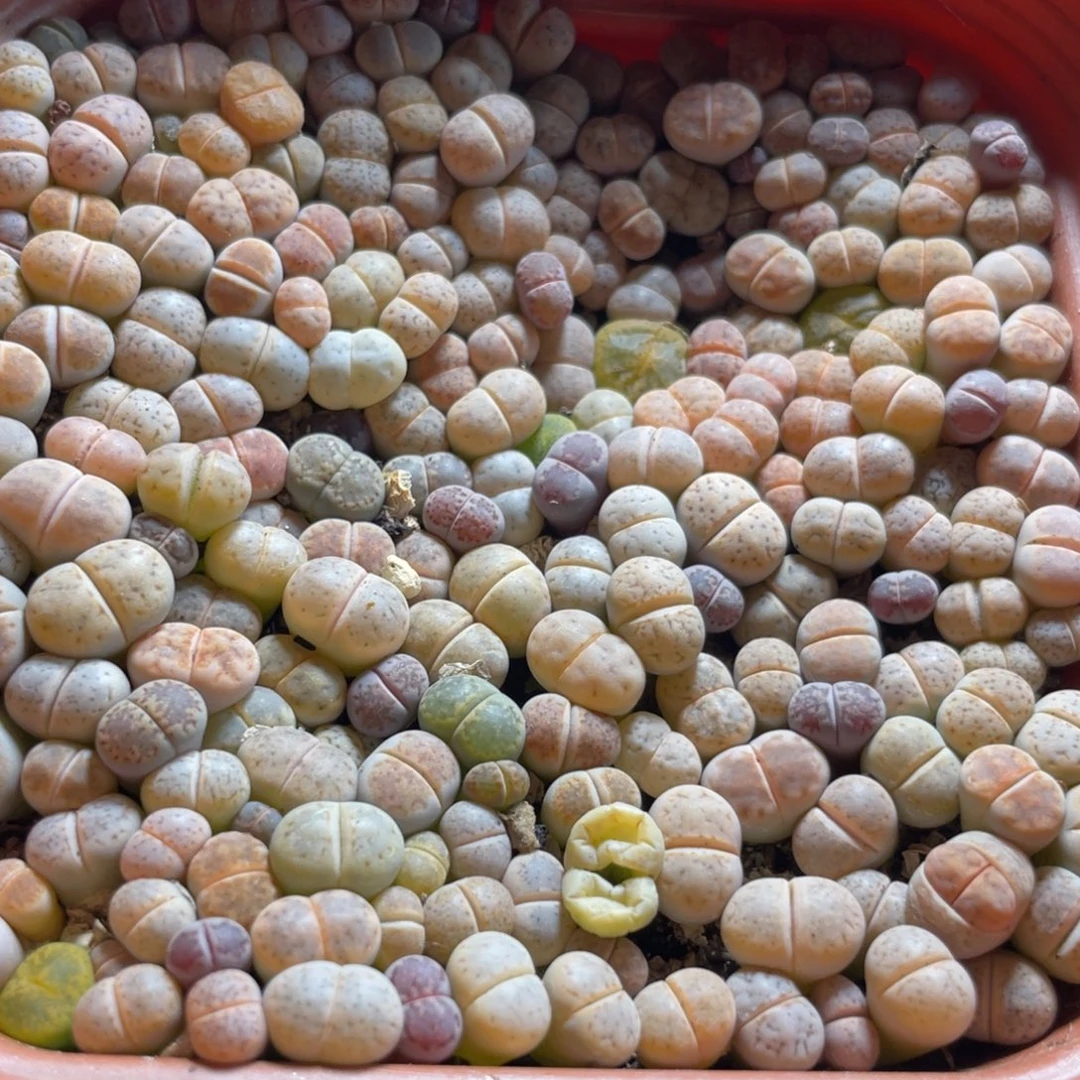 淡颜系生石花苗随机发