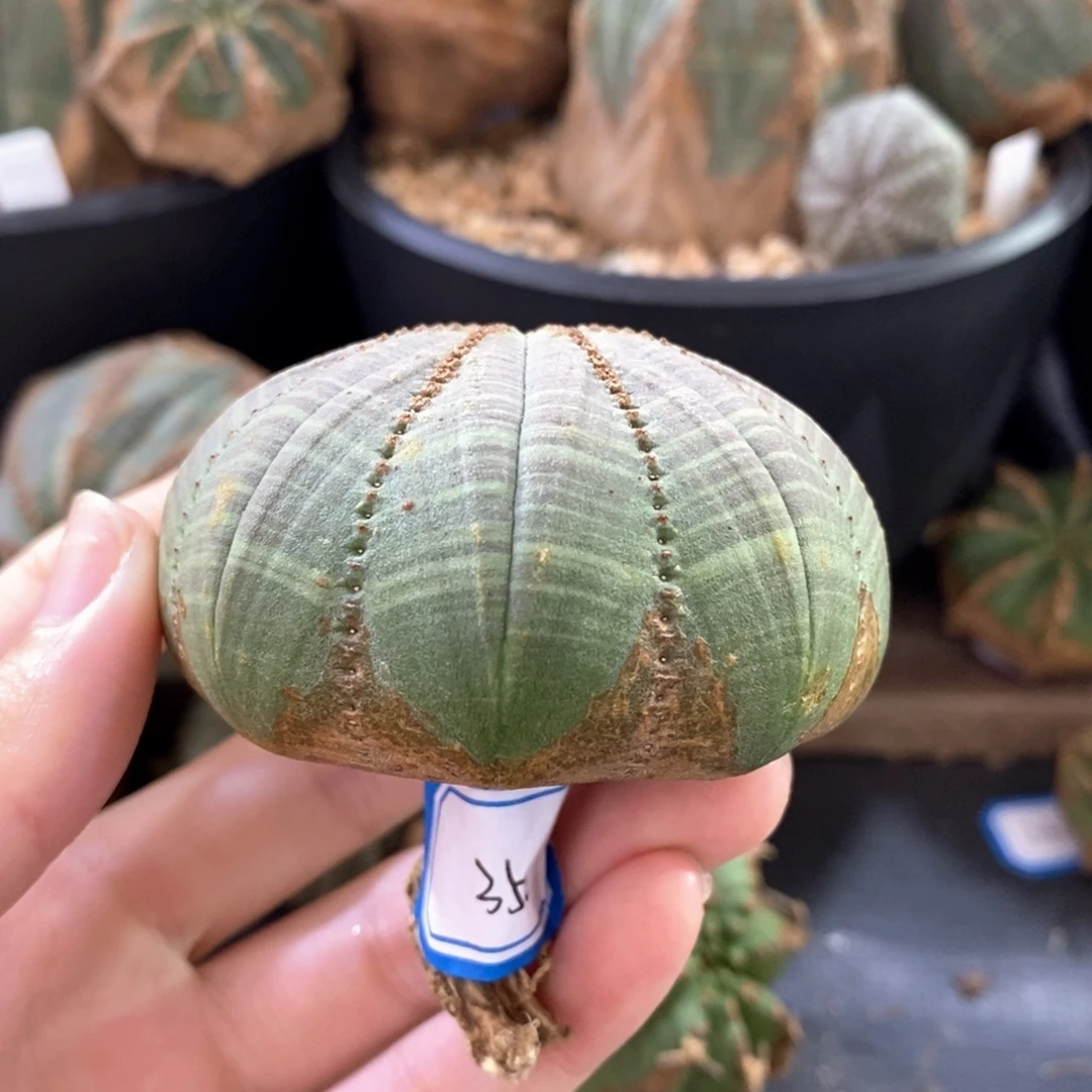 25布纹球精品一物一拍