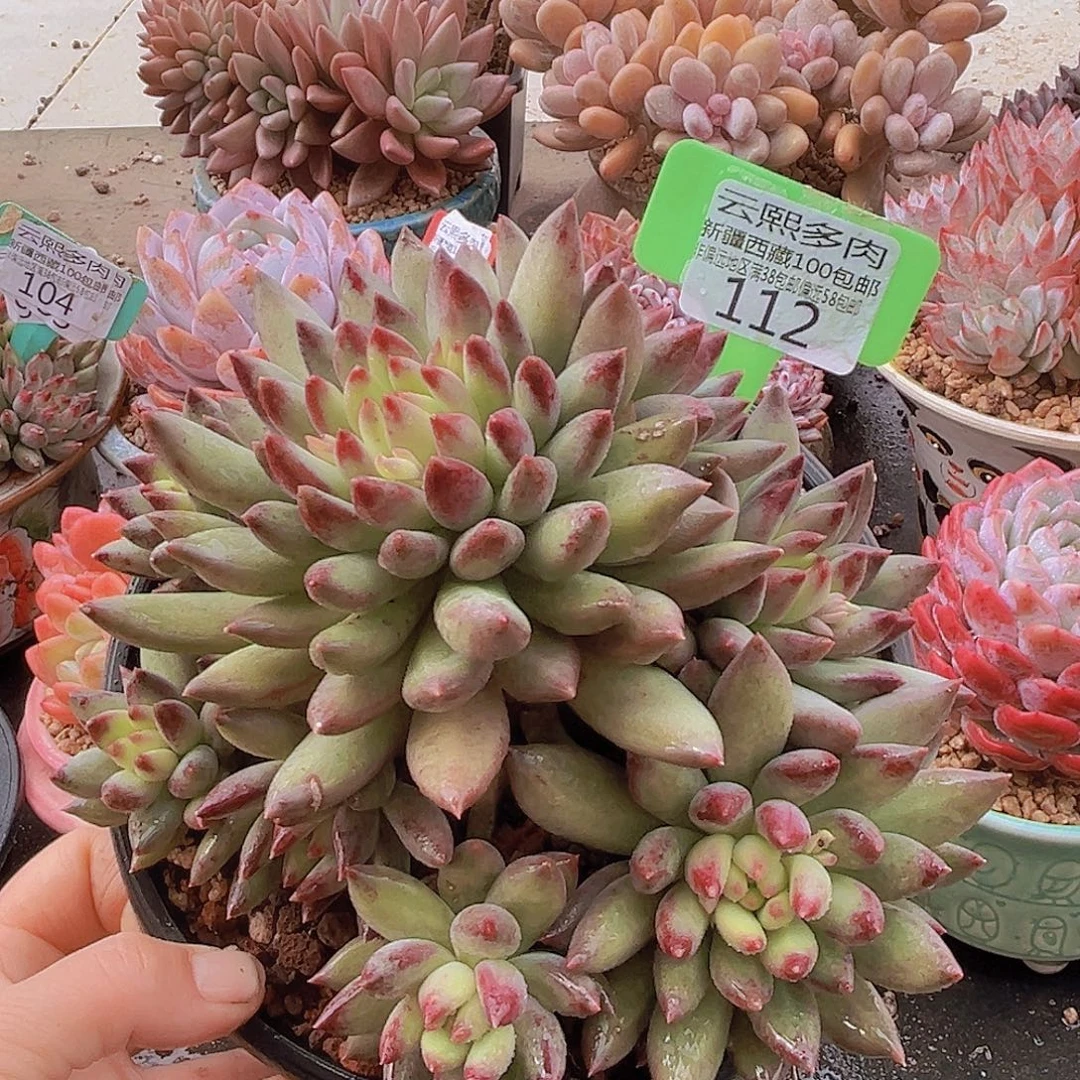 112二代虞美人。