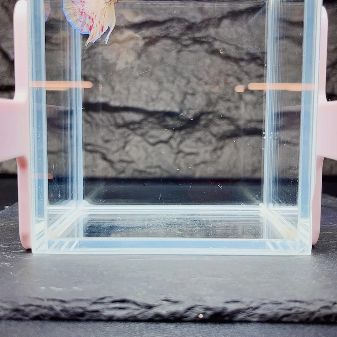 海水鱼宙斯斗鱼竞拍09-26
