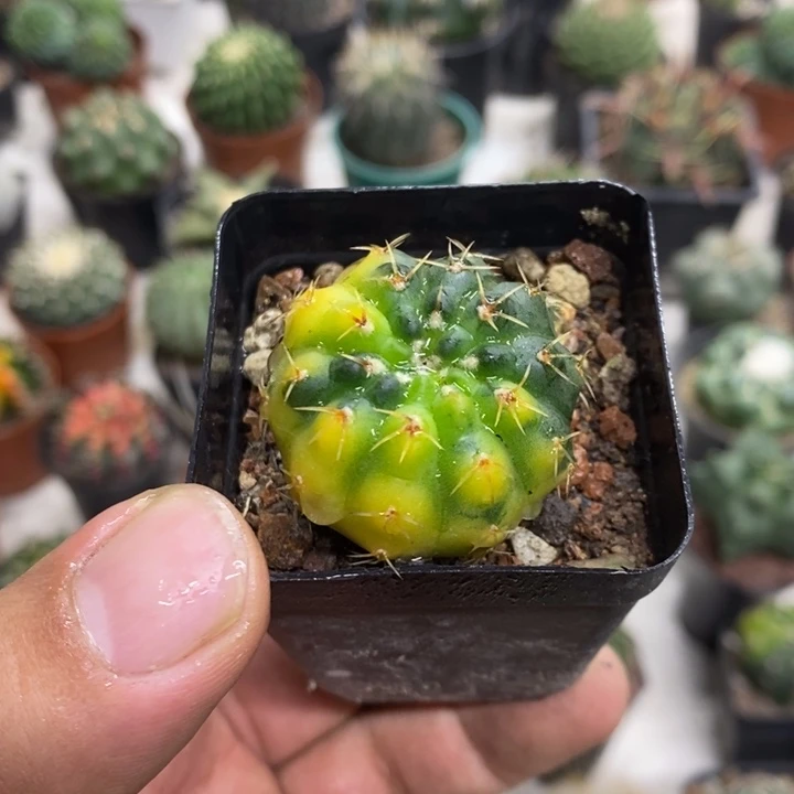 实生瑞昌玉锦特价福利