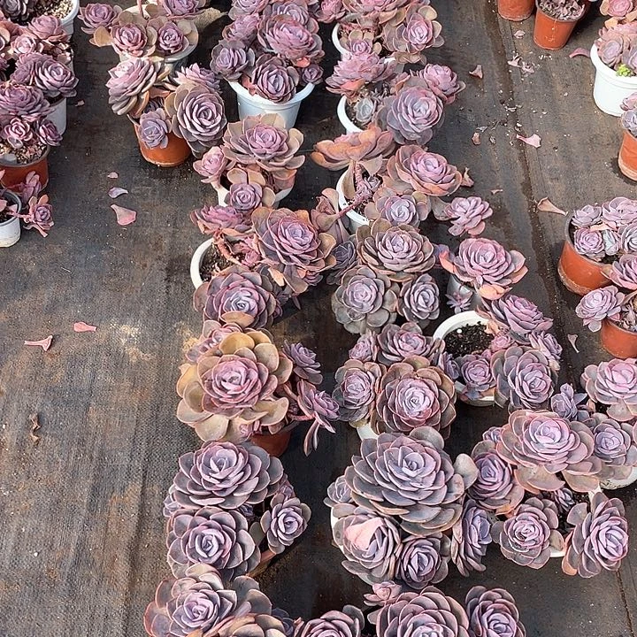 尘埃玫瑰4头起9.9 量拍多肉