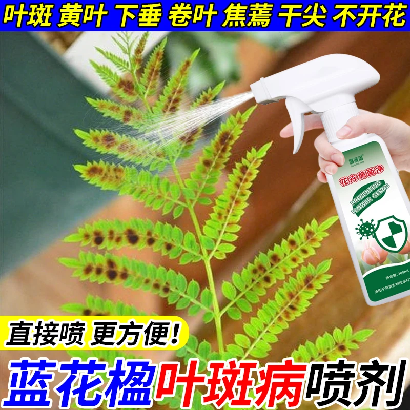 蓝花楹叶子黄褐色斑点营养液急救叶子发黄斑点烂根促绿免稀释喷剂