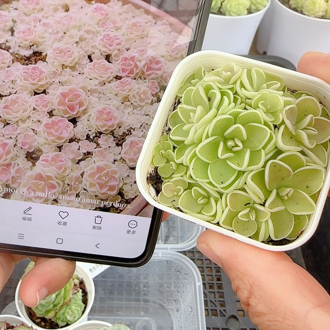 【闪购商品】0917-9爱丽丝