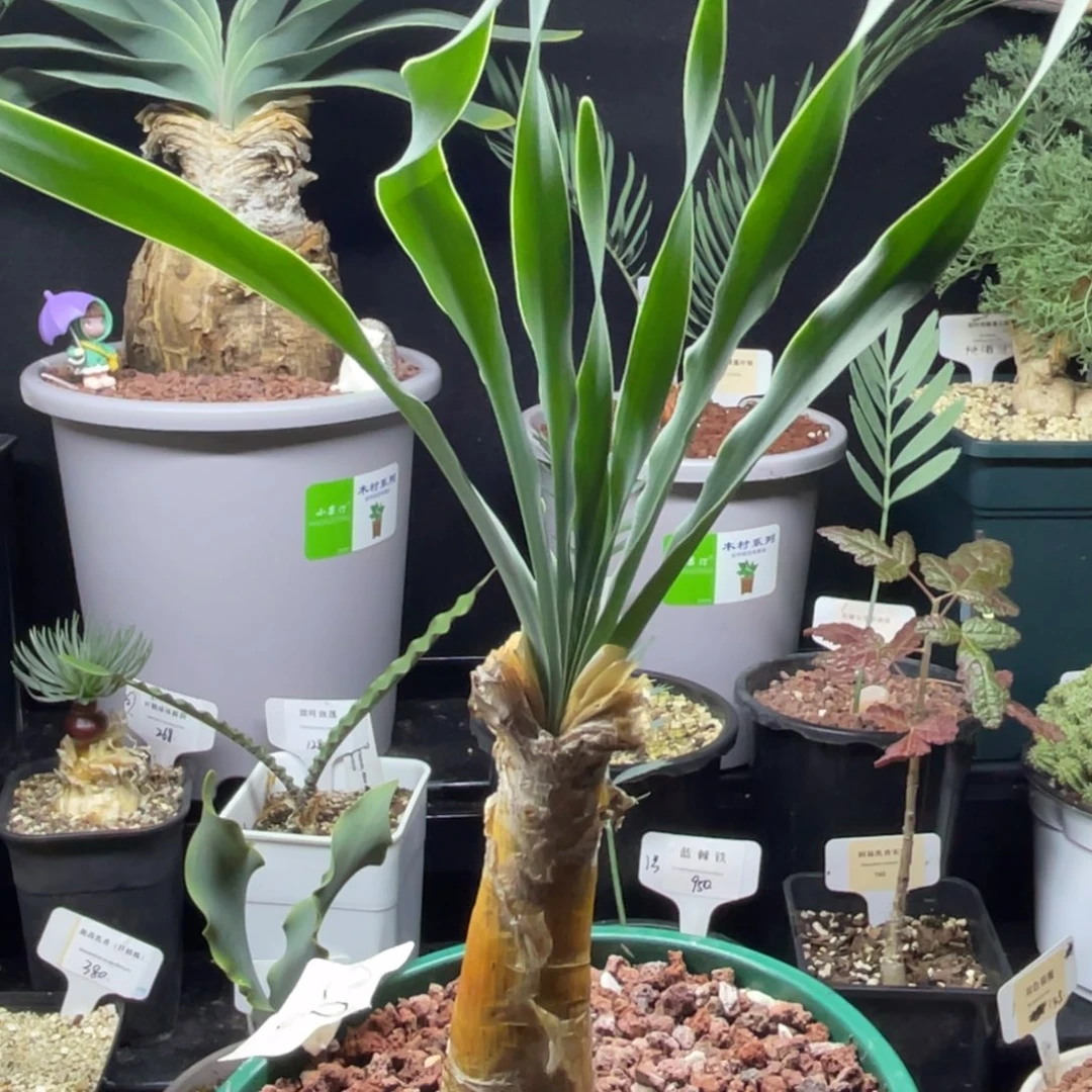 8 号波叶布冯一物一拍带盆