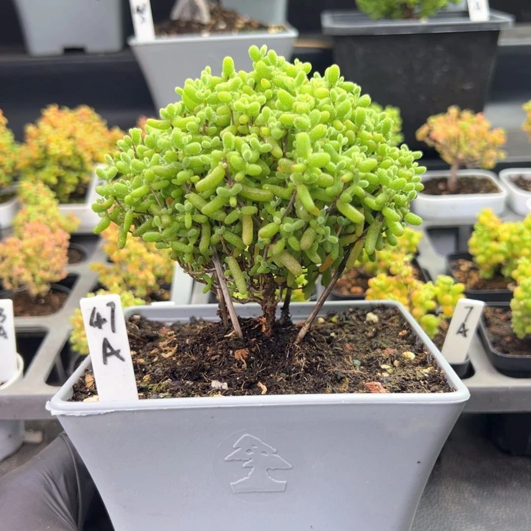 金桔糖球蘑菇头47号