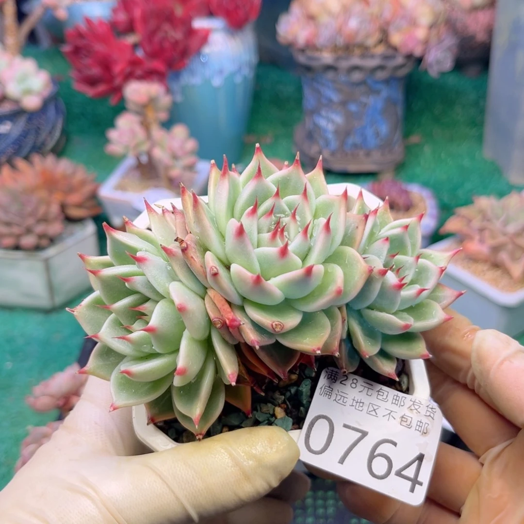 我0764。g z v xb cv c b