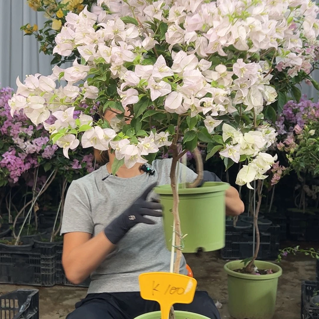 淇***咪大部分花苞少量开放K100苹果花