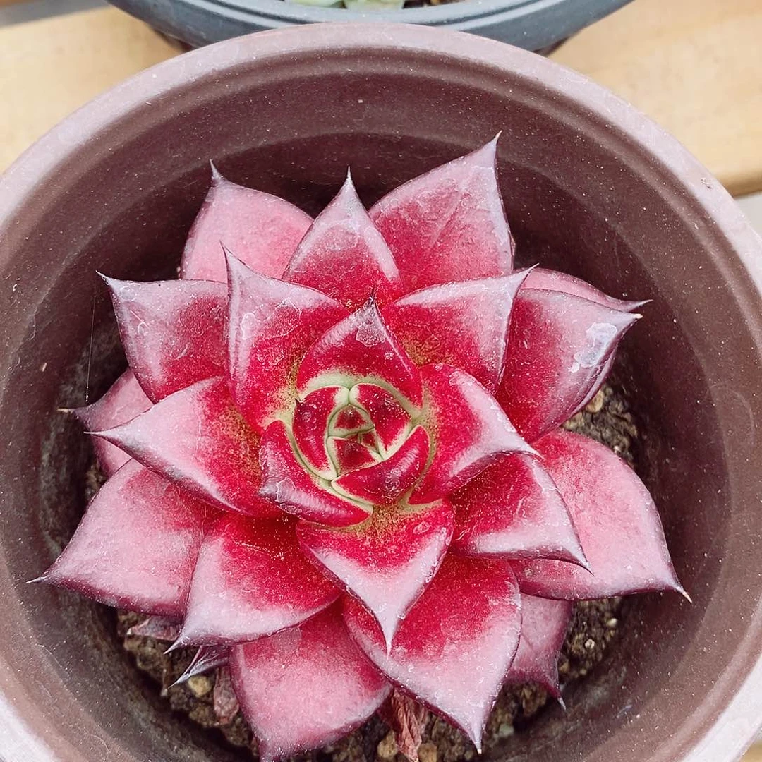 红苹果8-9cm多肉植物