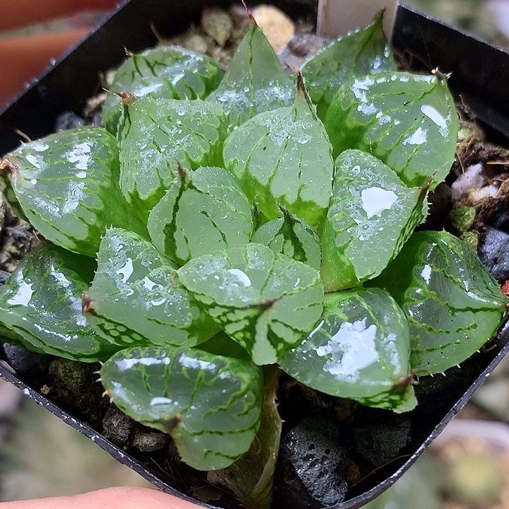 裹克带盆土发货后