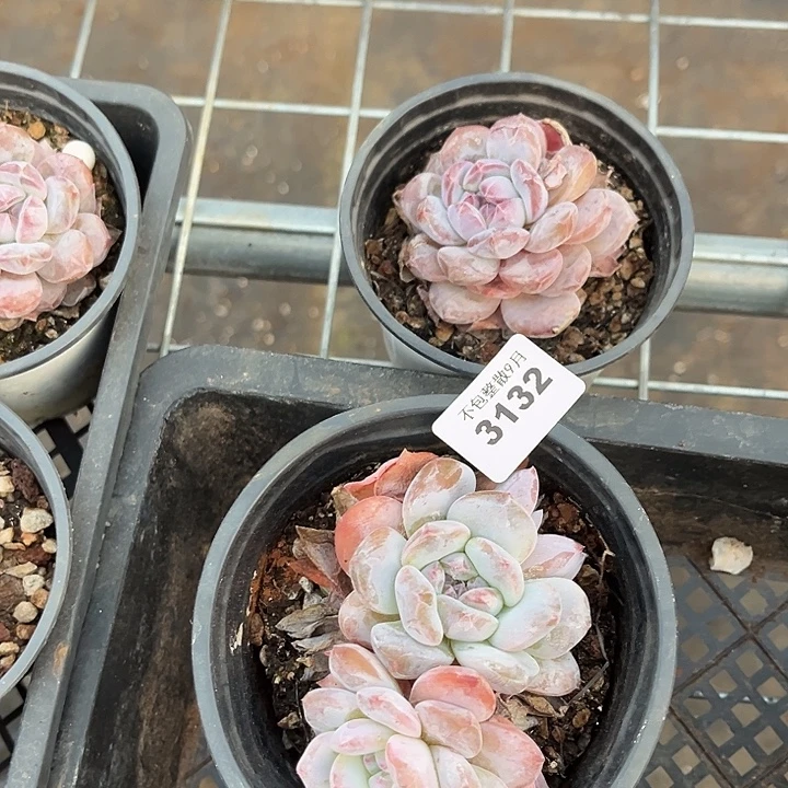 阿雅园艺。         3132星影两颗