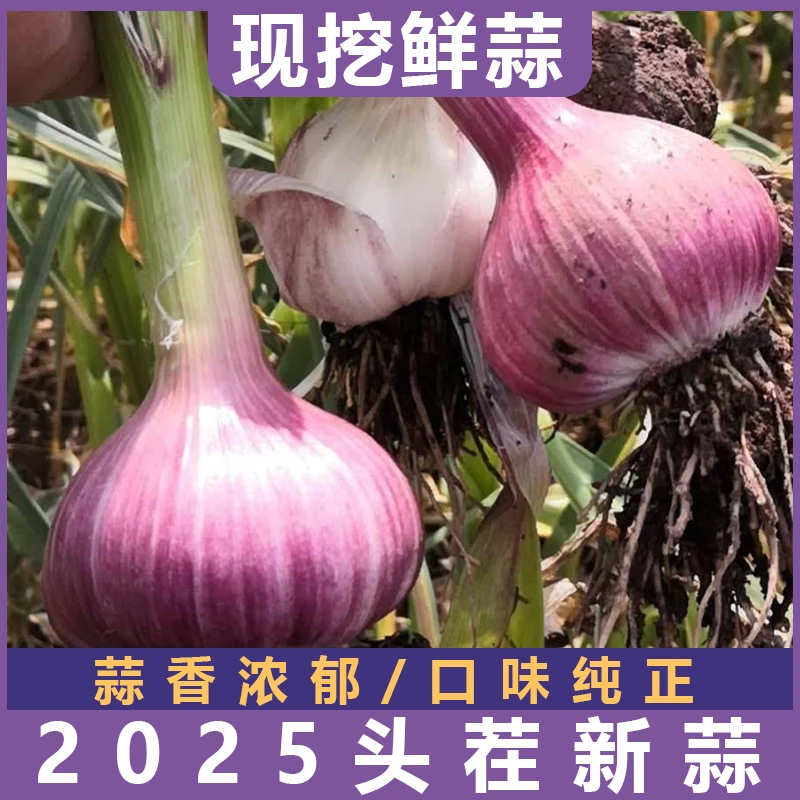 2025年新鲜大蒜头河南鲜蒜紫皮大蒜腌制现挖嫩蒜湿蒜生蒜
