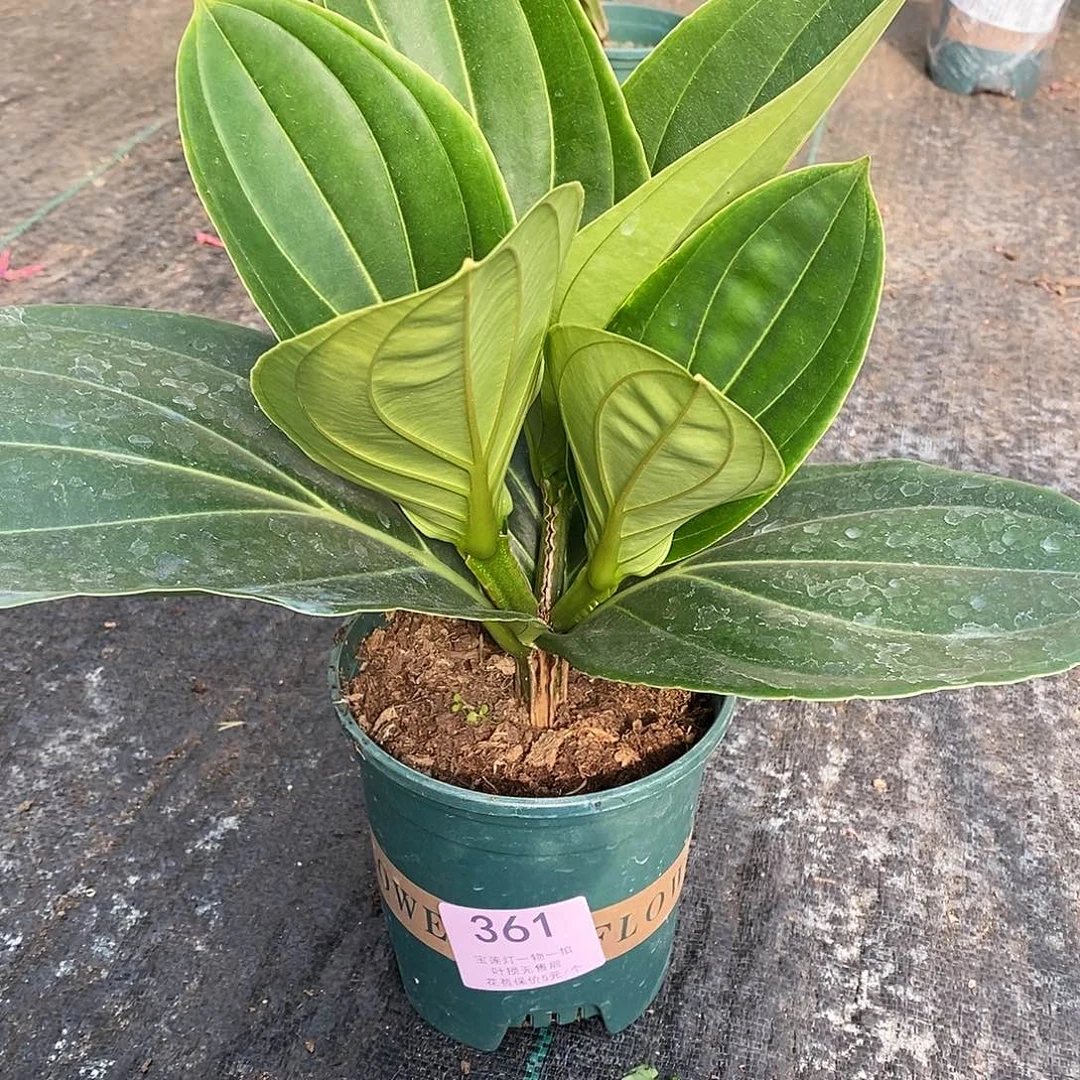 王**跑木本花卉361