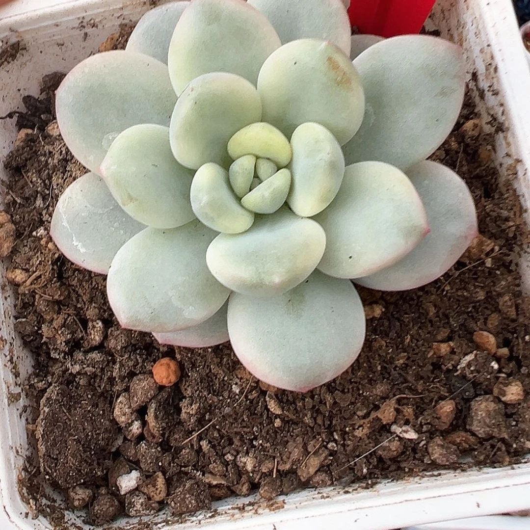 31号白马香水锦多肉植物