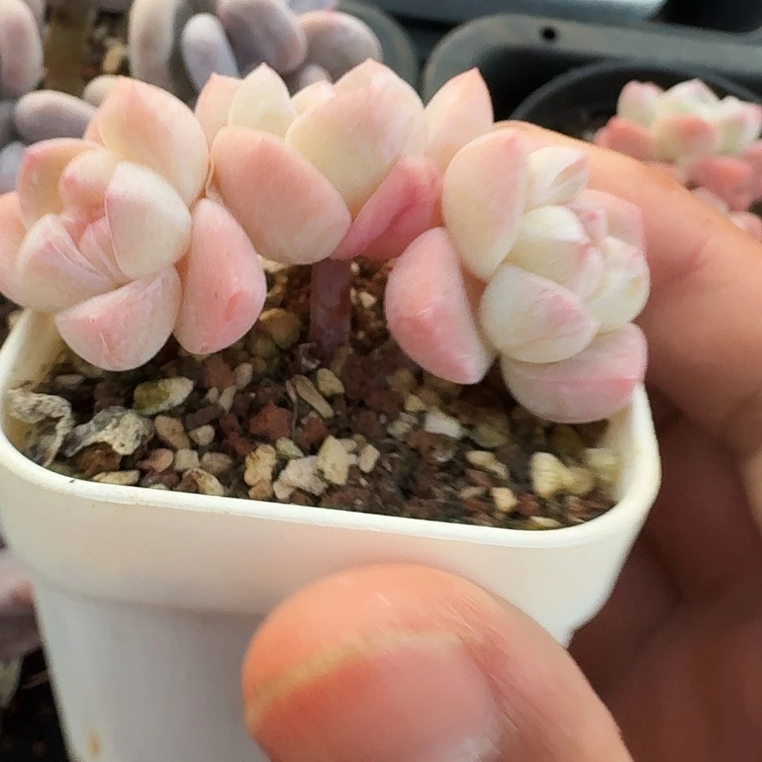 粉白底冰玉群生3头老桩