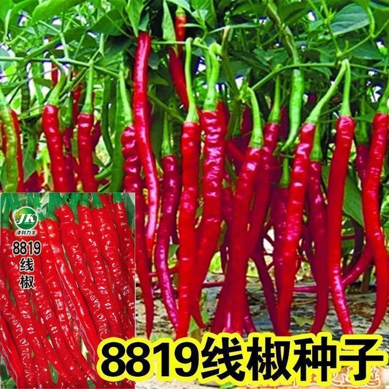 【全店满5包包邮】8819线椒种子香辣超辣干辣椒皱皮红辣椒高产线椒