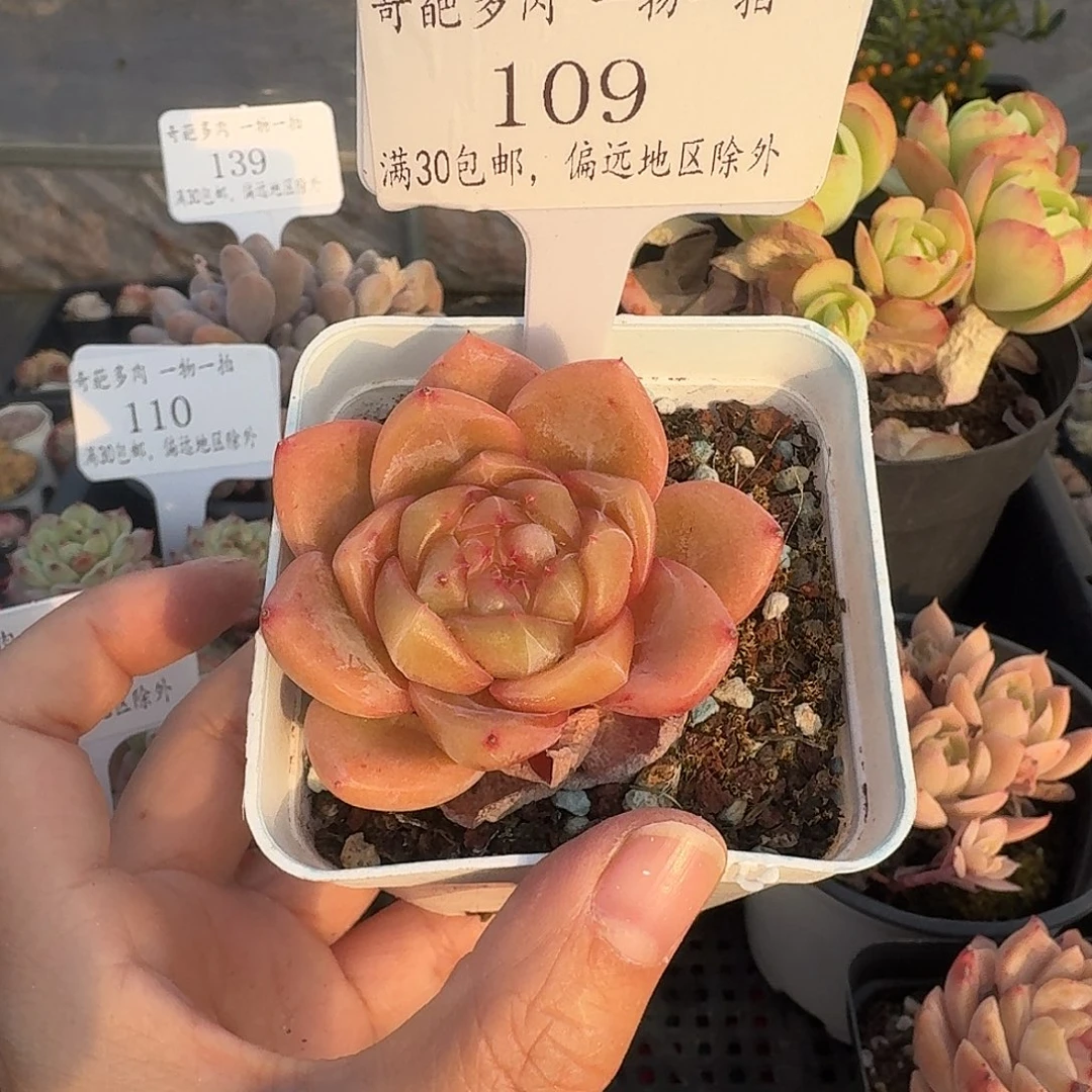 109 多肉脱土 群生不包整 30元包邮除偏远