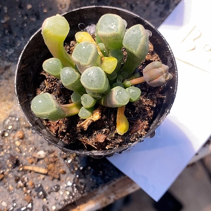 1304。 要开花的五十林锦。
