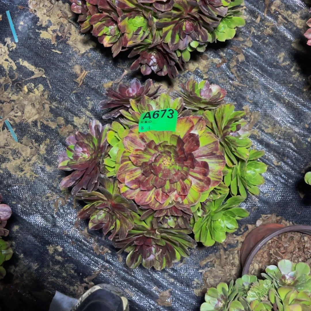 花月夜法师朵朵1-51