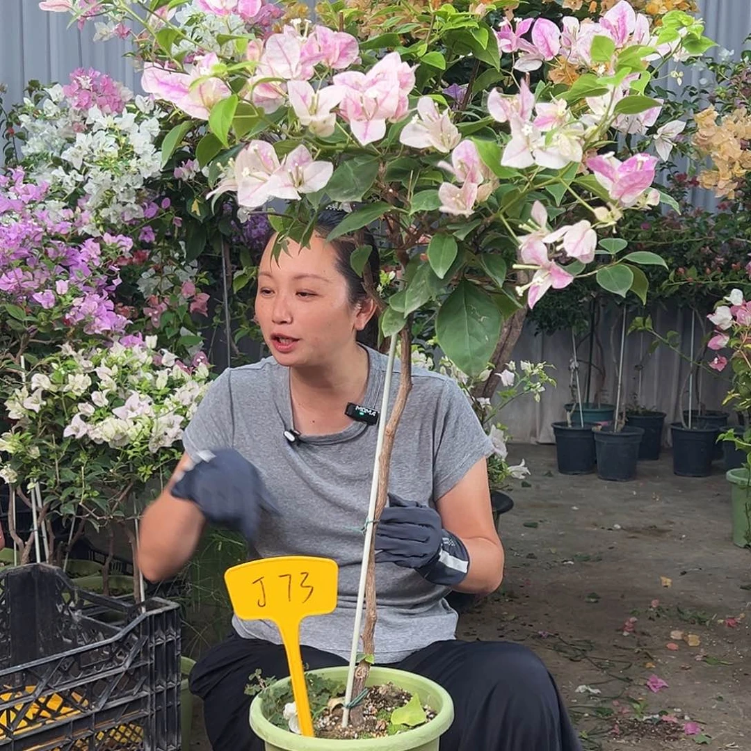 简***大部分花苞少量开放J73漳红樱