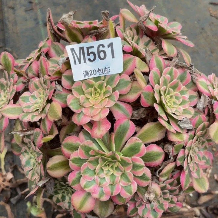 瑞妈多肉植物，561粉铜