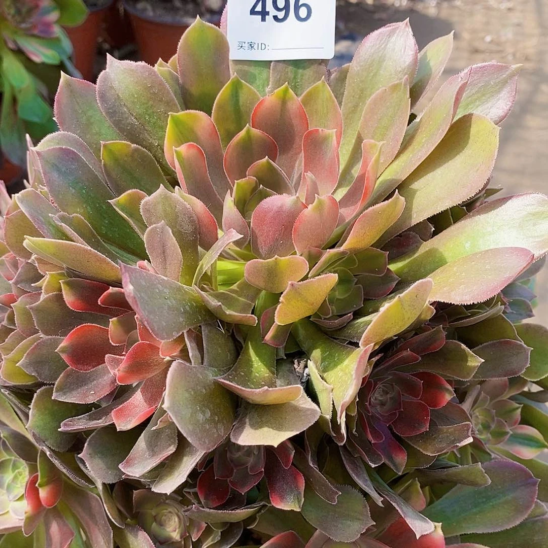 496号香妃多肉植物