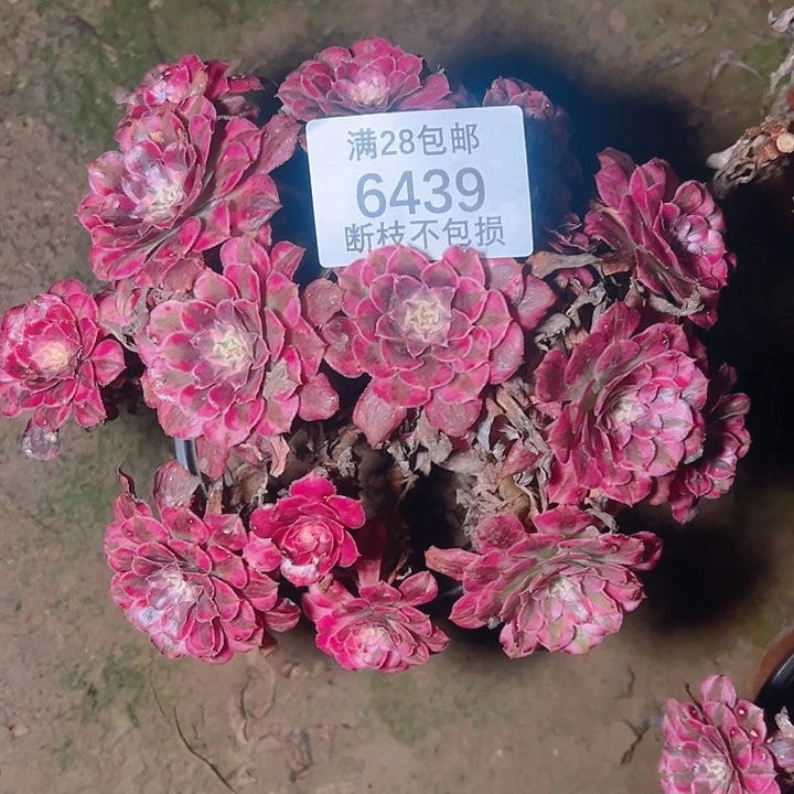 6439红铜白多肉植物