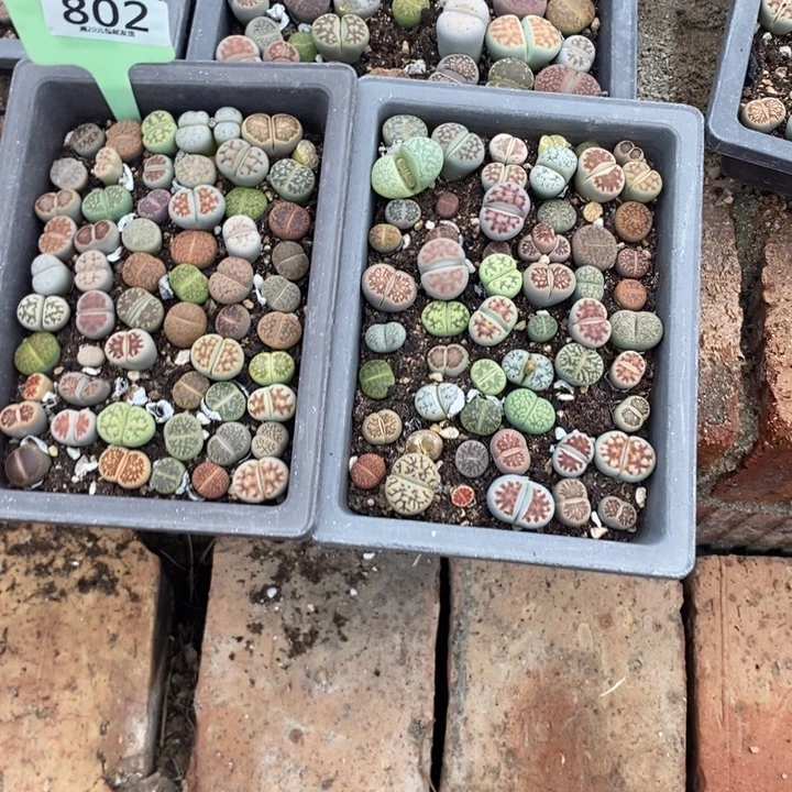 T***Z生石花等植物的生长802