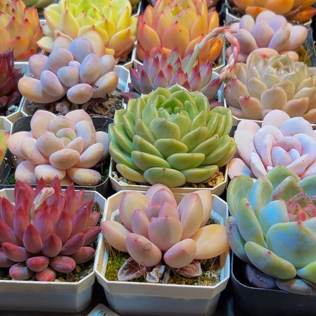 100多肉葡萄领导人物简介