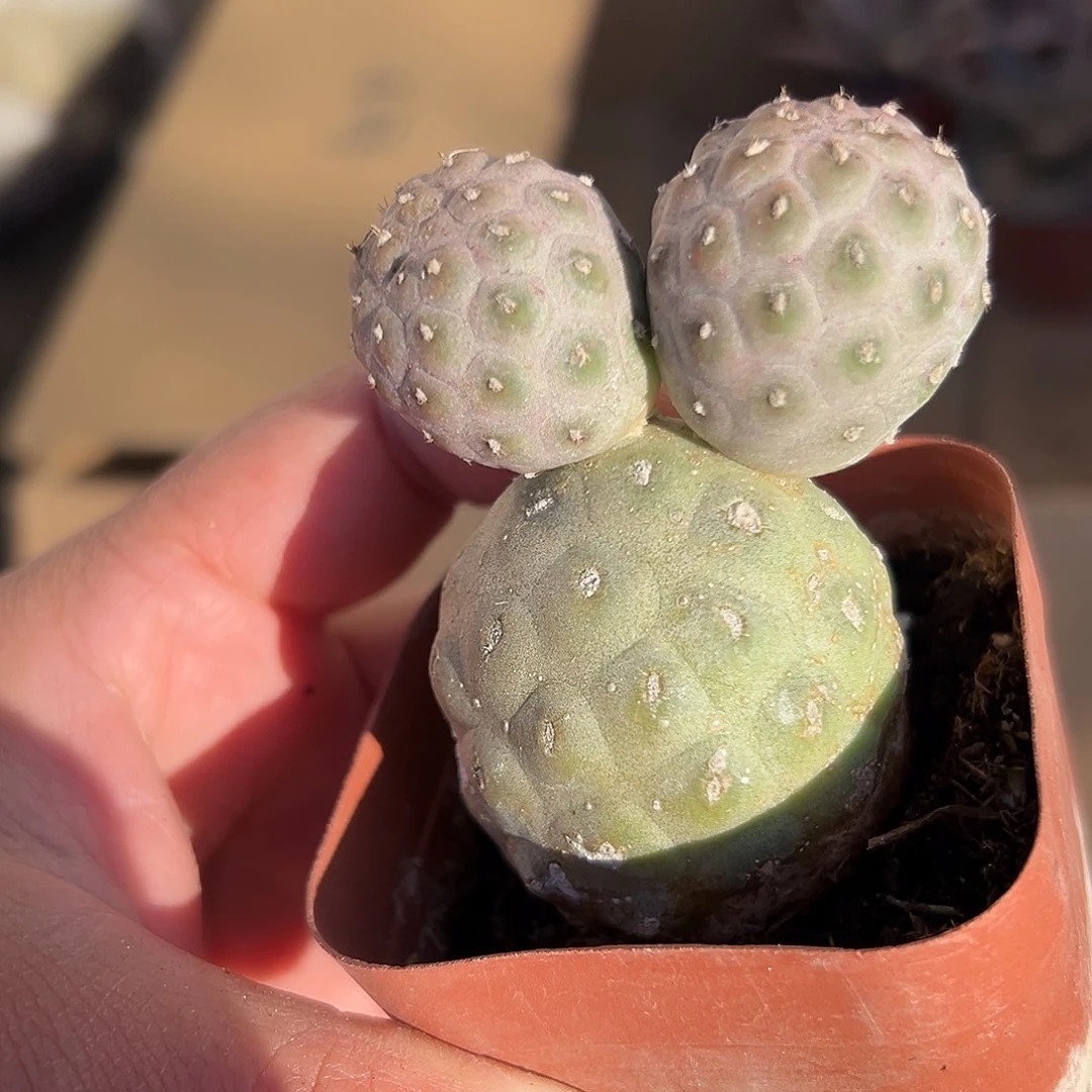 多肉植物多肉植物