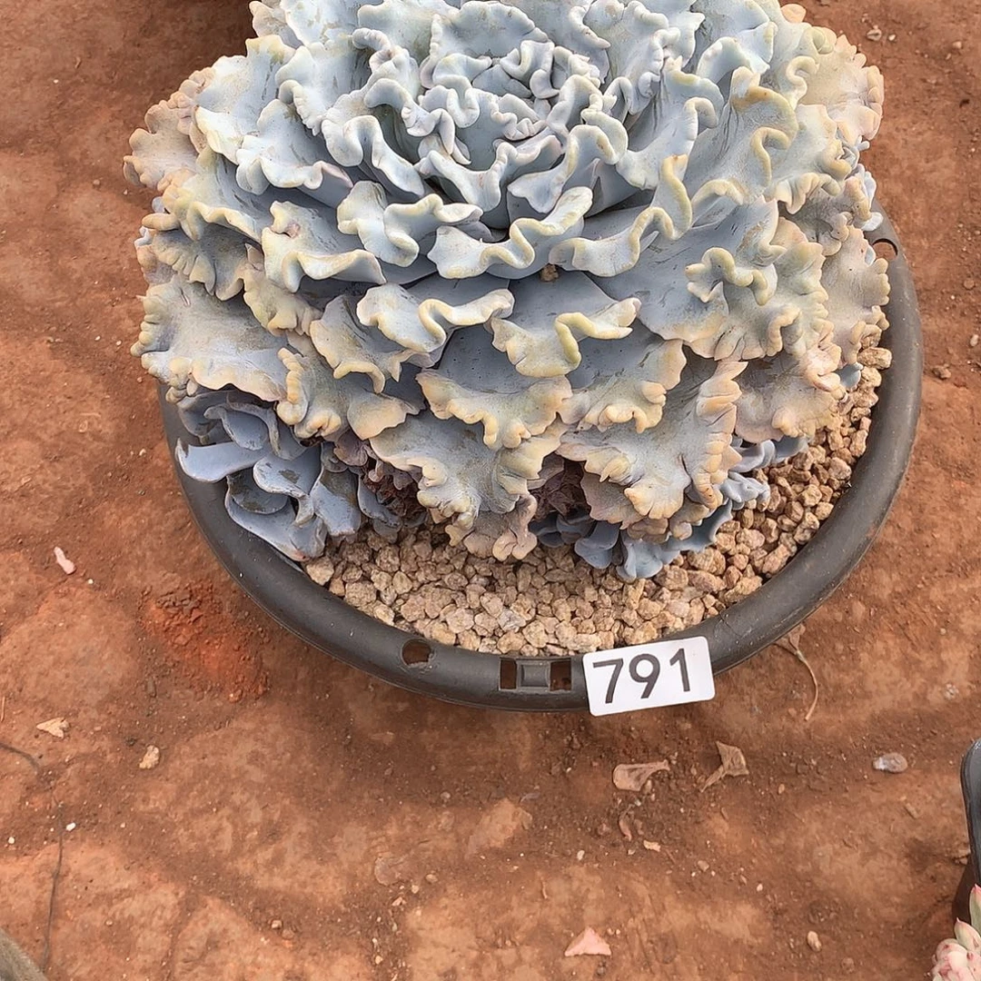 791饺子皮 一物一拍多肉