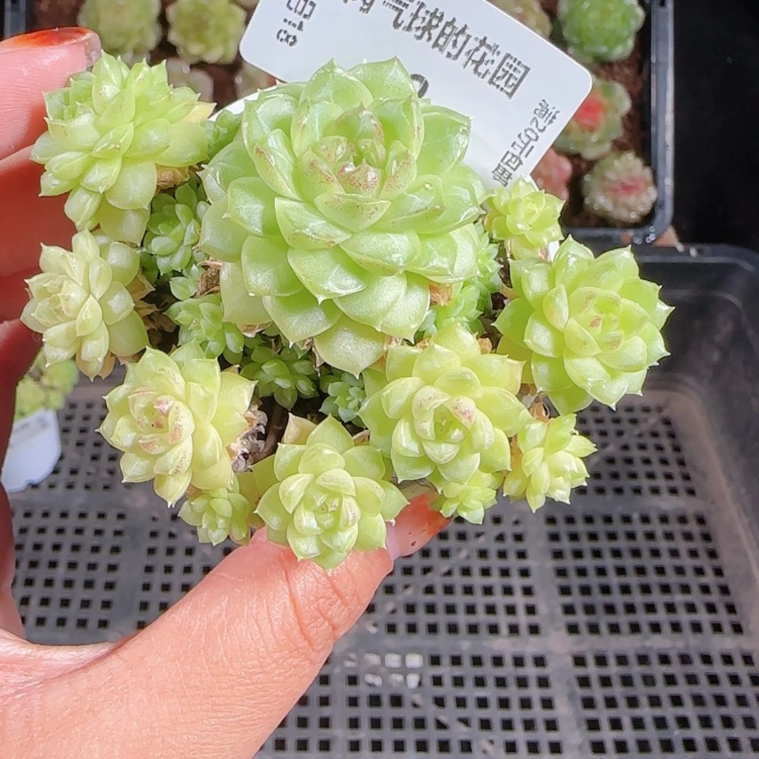 1018-42(ttp-23麦秆优选不包整