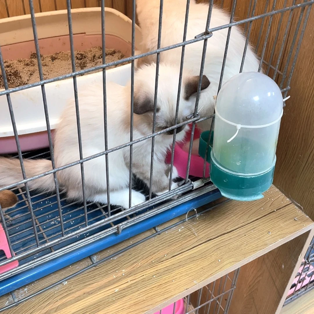 宛***风重点色布偶弟弟一只