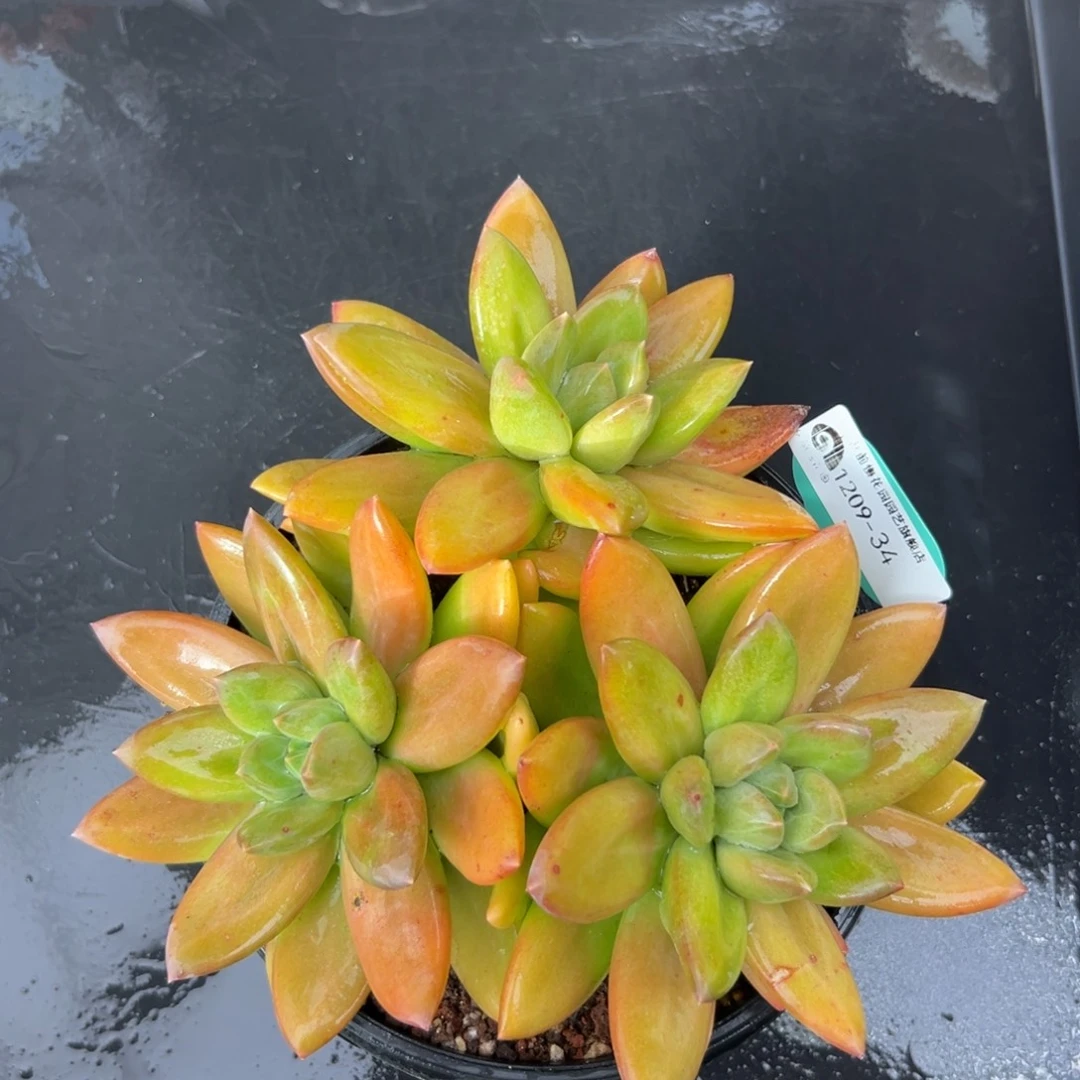 从前慢花园多肉编号1209-34