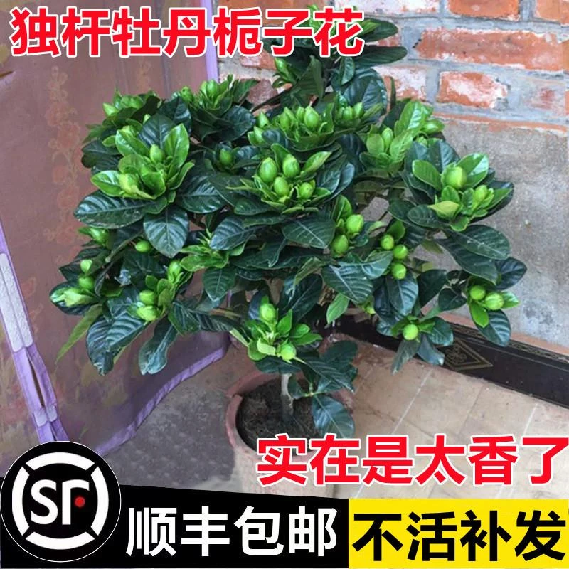 独杆棒棒糖栀子花盆栽带花苞大叶老桩树苗牡丹阳台四季开花卉植物