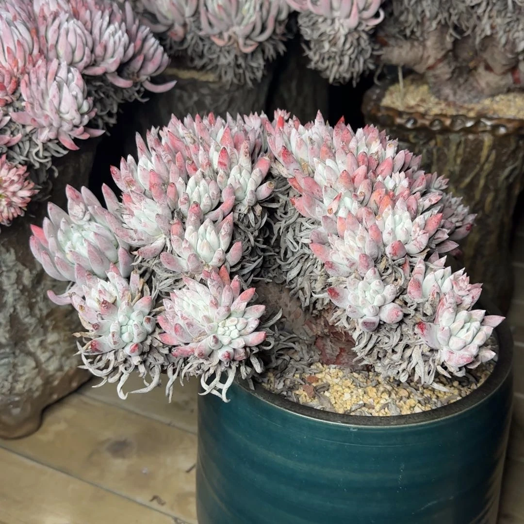 向**园20250202w多肉田园