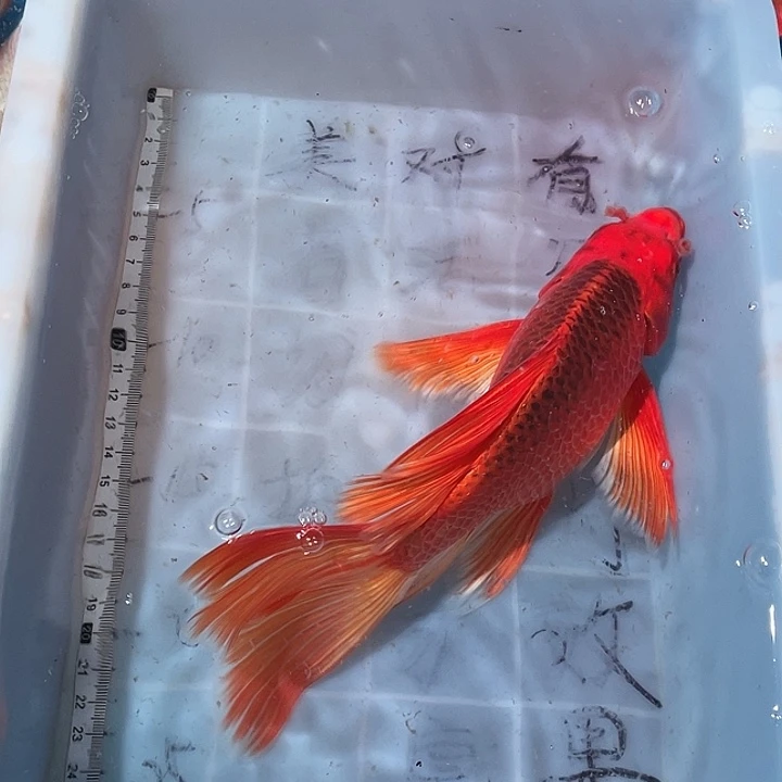 蝴蝶鲤鱼渔场直发44