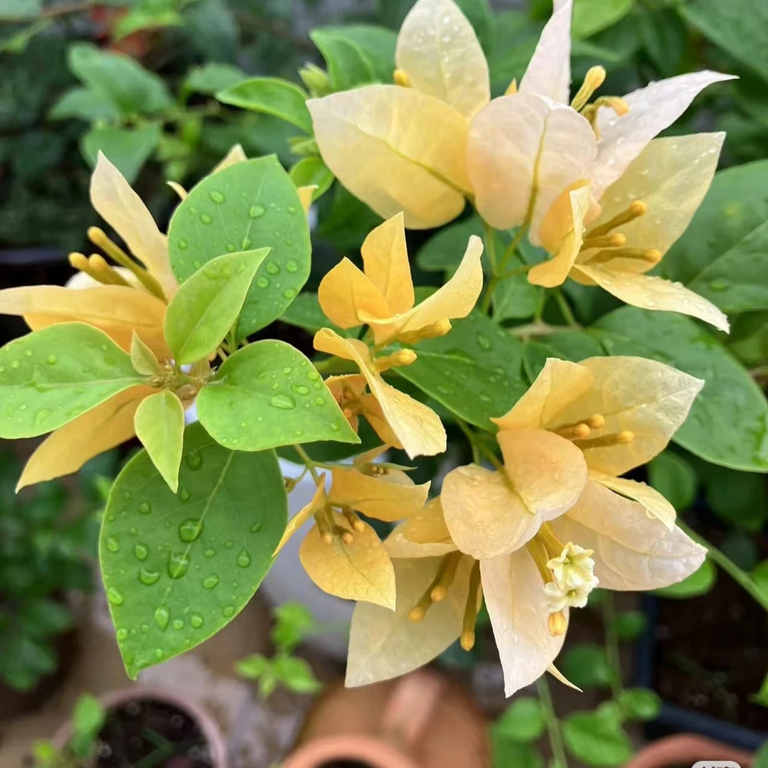 【苏瓦娜】勤花三角梅袋苗四季开花包对版发货