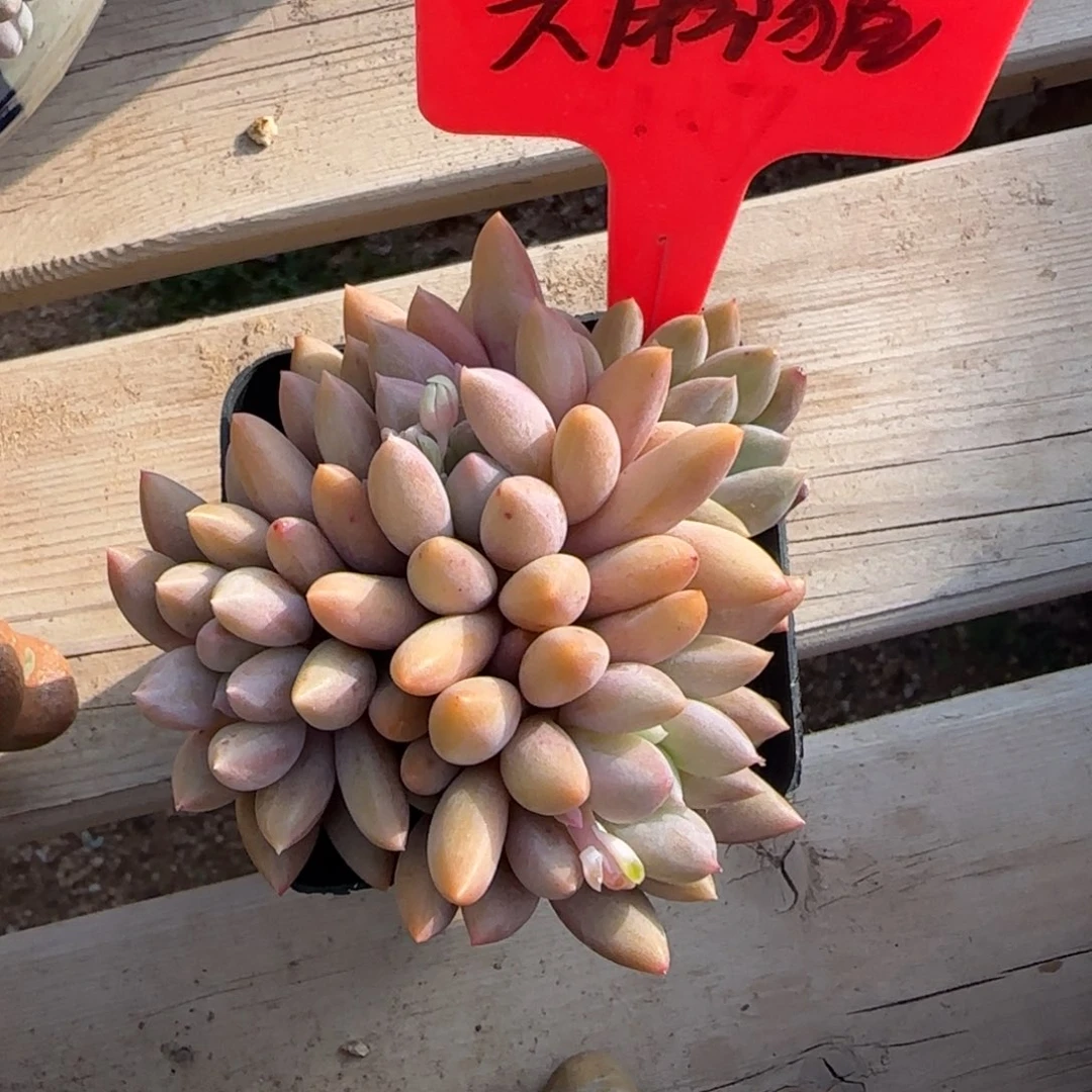 红蜻蜓群老桩五十包邮