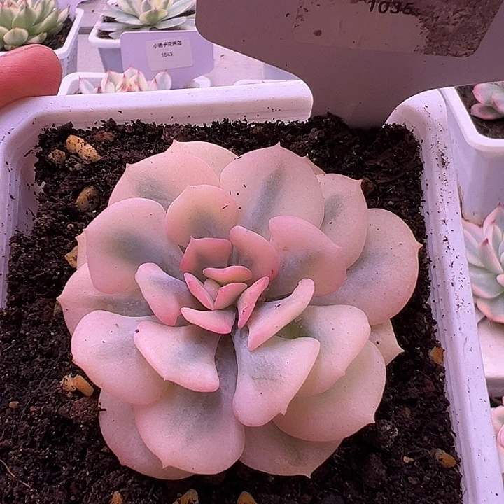 1035号雪精灵锦多肉