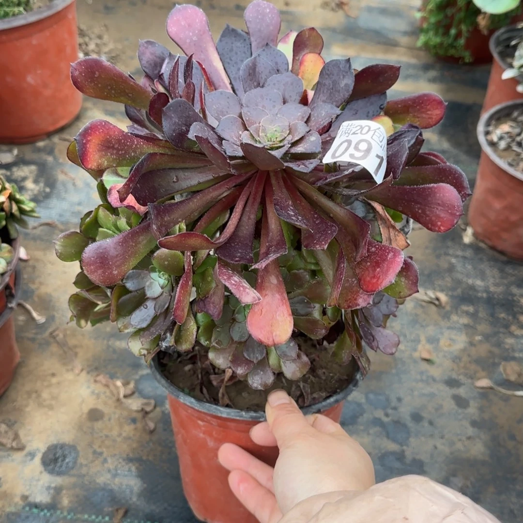 黑萝莉091满20包邮断枝不包