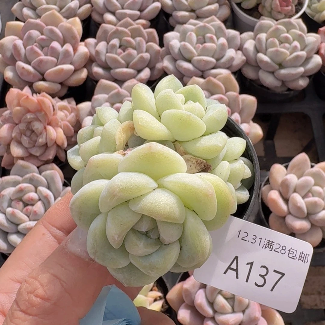 5头冰玉带盆带土白体