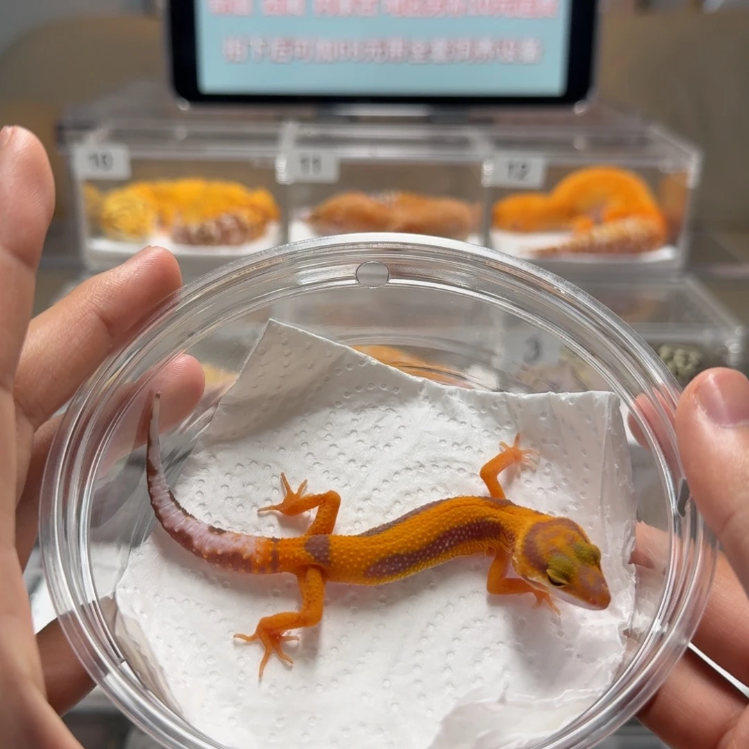 豹纹守宫暴龙母温