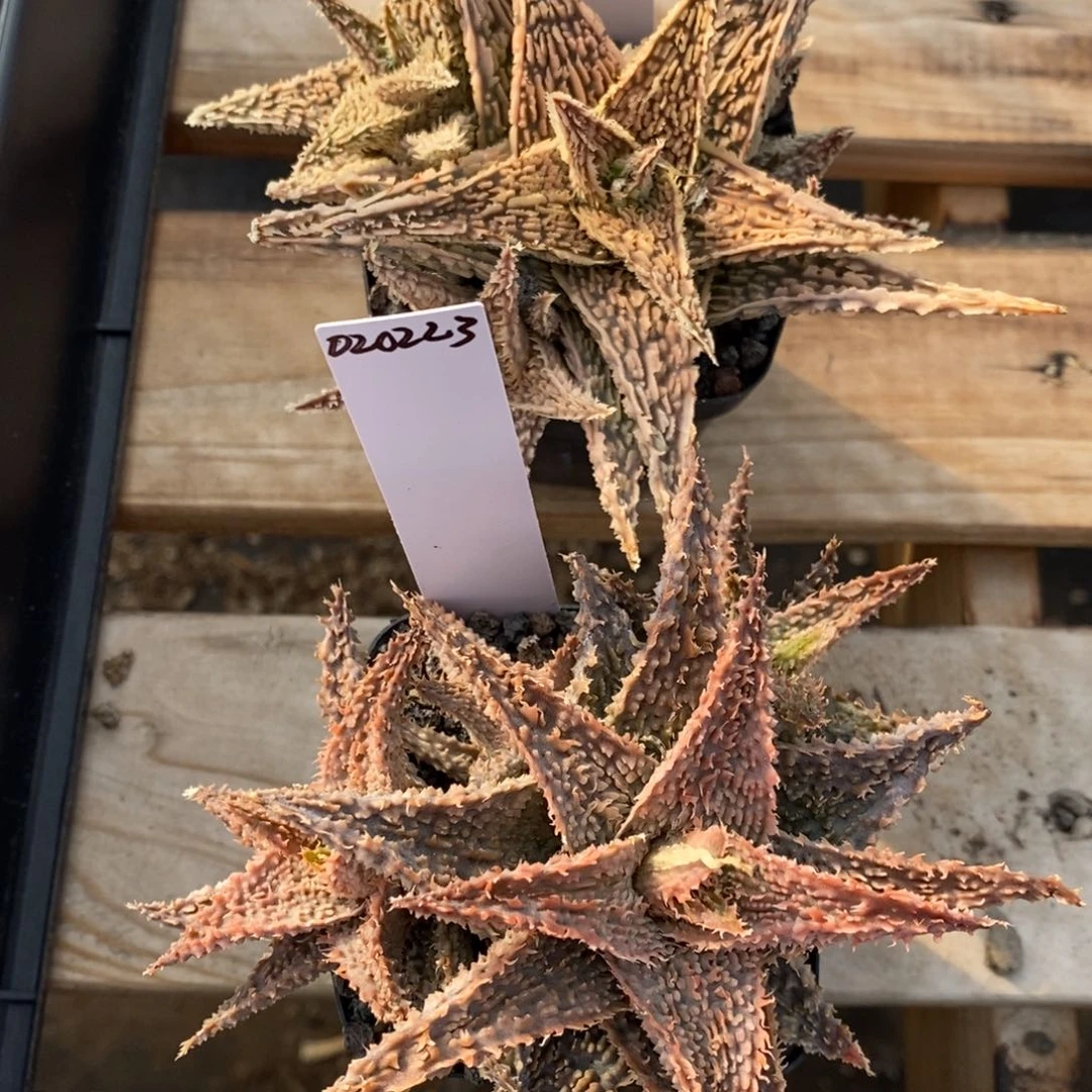 恭****z020223+24恭喜园艺芦荟