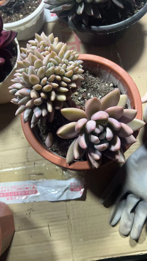 多肉桃花源龙头缀化