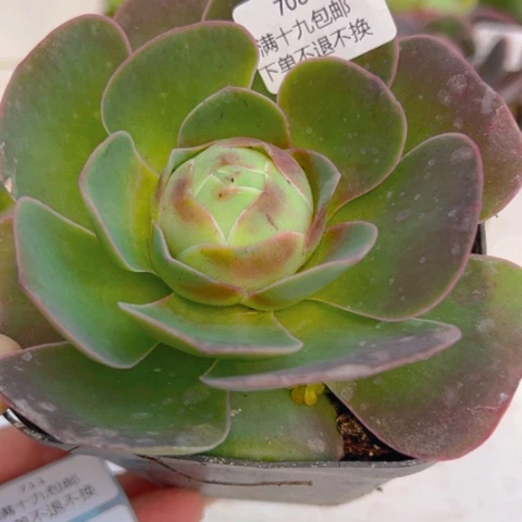 708 山地玫瑰基地