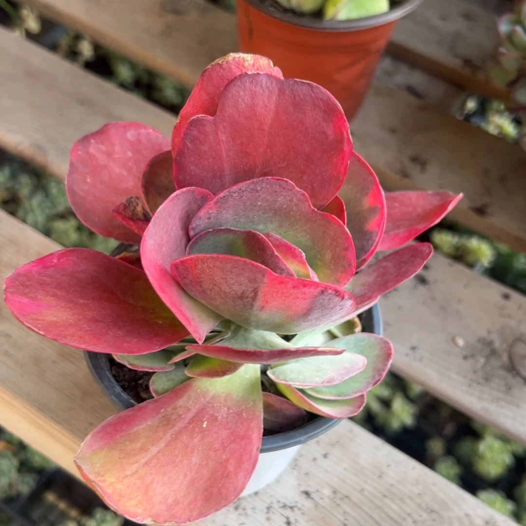 唐印锦多肉植物精品