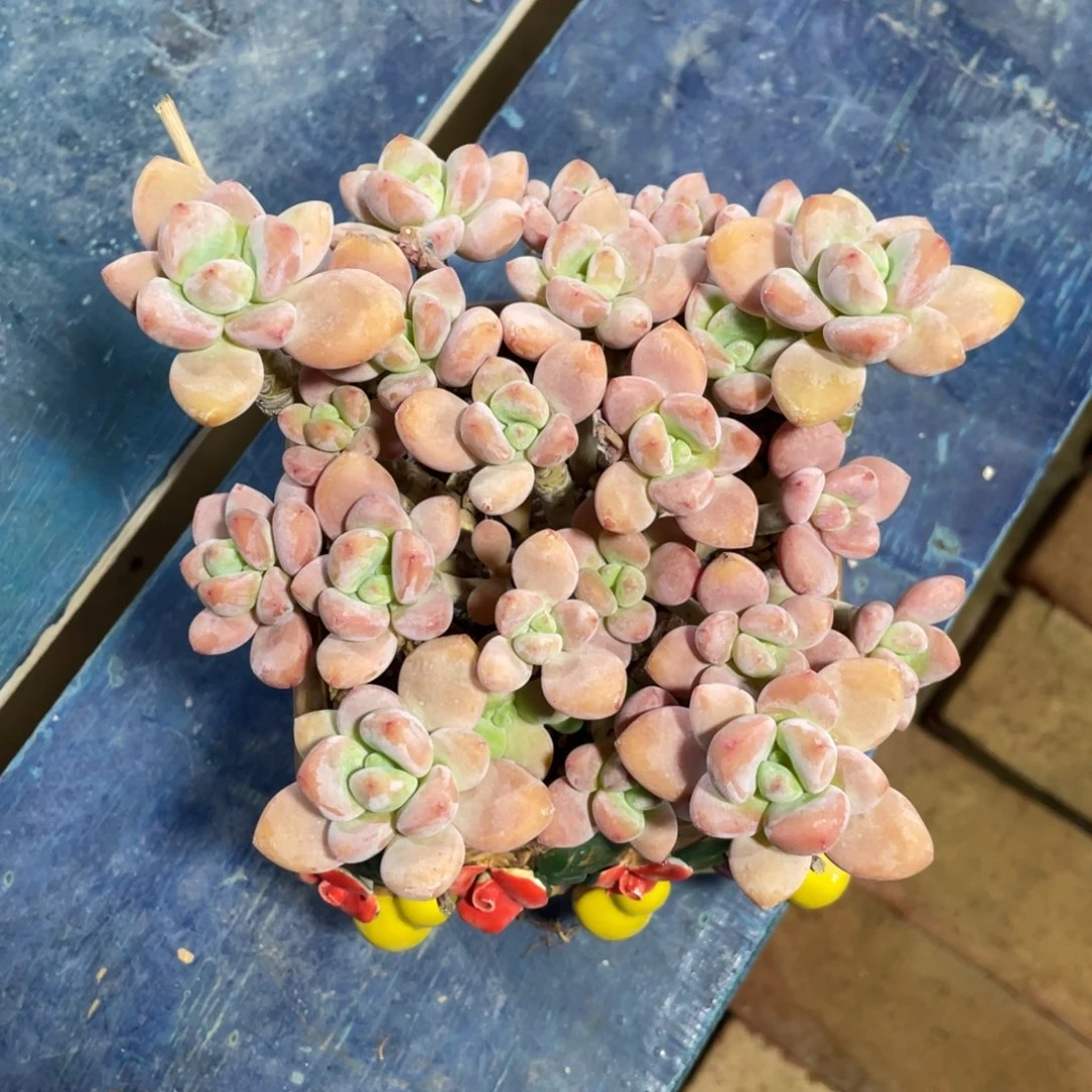 满58包邮2-7天发货