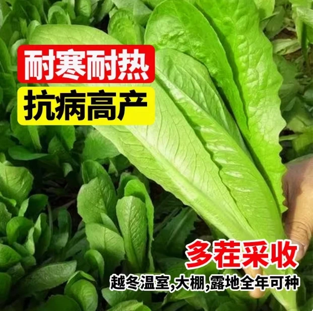 【全店满5包包邮】奶油汉斯沙拉种子阳台庭院盆栽易活耐高温孔雀菜